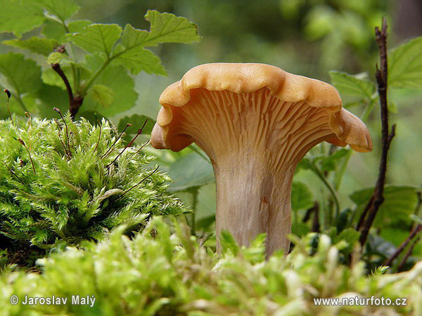  Image name: finferlo13.jpg 
 width: 600 pixel 
 height: 450 pixel 
 Size: 111677 bytes 
 Click to enlarge 